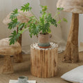 Side table with plant on it